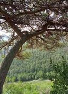 安家立业最准确生肖