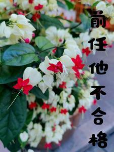 前任过得不好怎么办